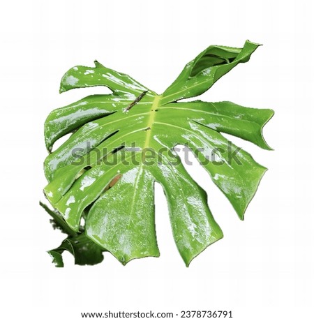 a leaf of a plant.