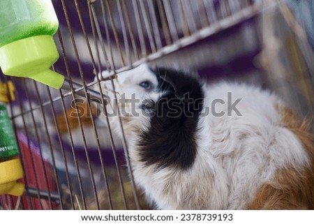 a goat in a cage with a blue eye.