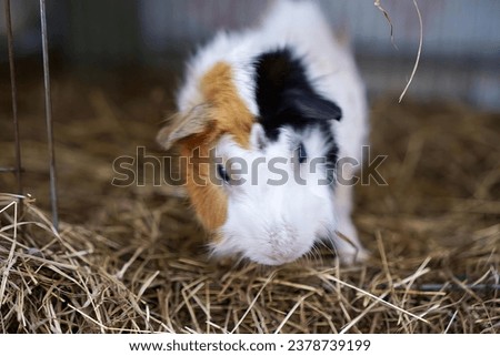 a guinea pig in a barn.