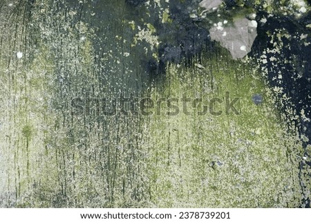 abstract texture of a green wall covered in green moss.