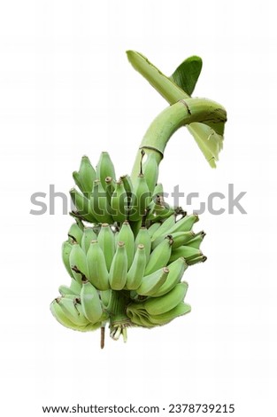 a bunch of bananas hanging from a tree.