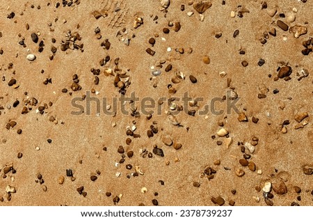shells and pebbles on the beach.