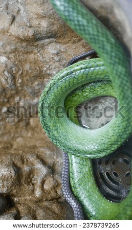 a green and blue snake.