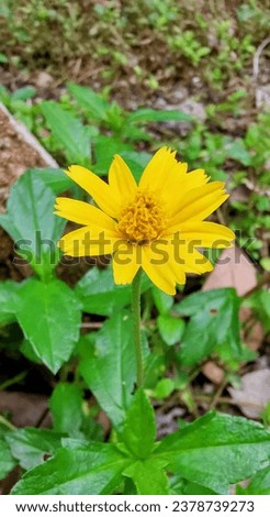 a yellow flower in the garden.