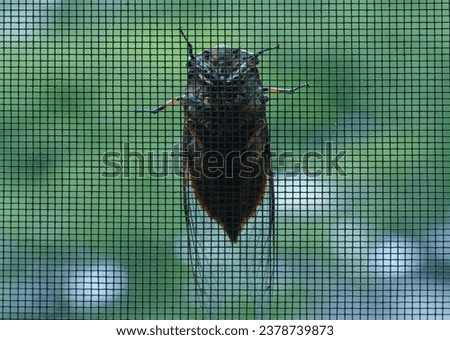 Close up and belly side of a cicada sitting on metal insect screen against green forest in summer, South Korea
