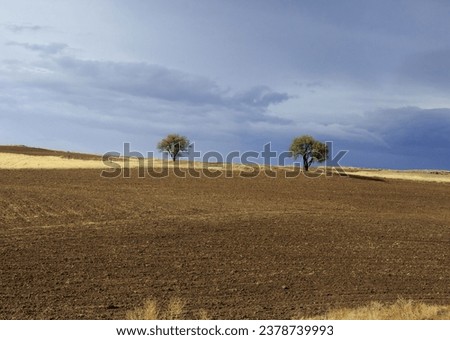 Autumnal view of two trees on ocher soil field in the country against dark cloud in the sky, Türkiye
