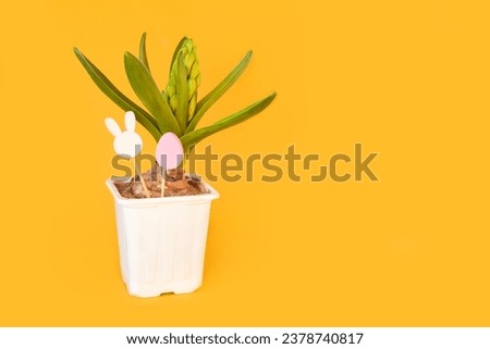 young hyacinth flower in a plastic pot. Easter wooden toys in egg shape and rabbit head on minimal yellow background. kids, child, childhood, eggs hunt concept. copy space, place for text