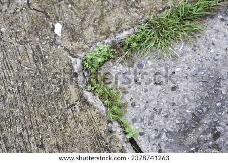 a plant growing out of a crack in a concrete slab.
