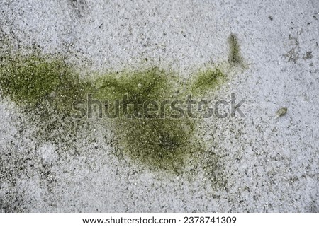 green algae on the floor.