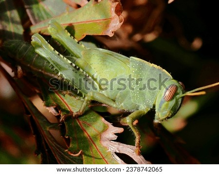 Omocestus viridulus, known in the British Isles as the common green grasshopper, is a Palearctic species of grasshopper in the subfamily Gomphocerinae.