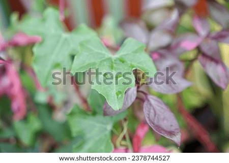 a plant with purple leaves.