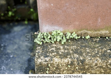 a small plant growing out of a concrete wall.