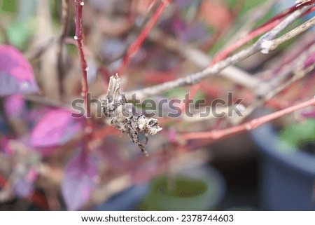 a dead spider on a plant.