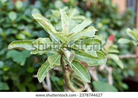a close up of a plant with leaves.