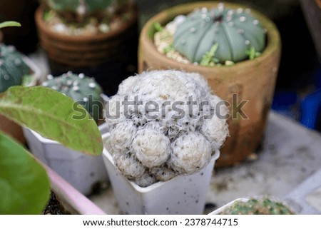 cactus in a pot at a garden centre.