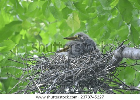 Image of Nycticorax nycticorax sitting in its tree nest