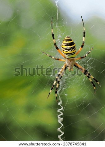 Argiope bruennichi, wasp spider, is a species of orb-web spider distributed throughout central Europe, northern Europe, north Africa, parts of Asia, and the Azores archipelago.