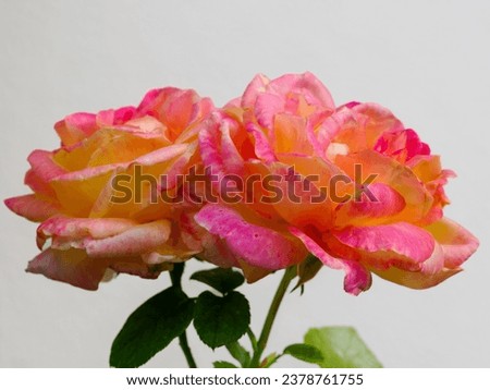 A rose is either a woody perennial flowering plant of the genus Rosa ,in the family Rosaceae or the flower it bears. There are over three hundred species and tens of thousands of cultivars. Pink rose