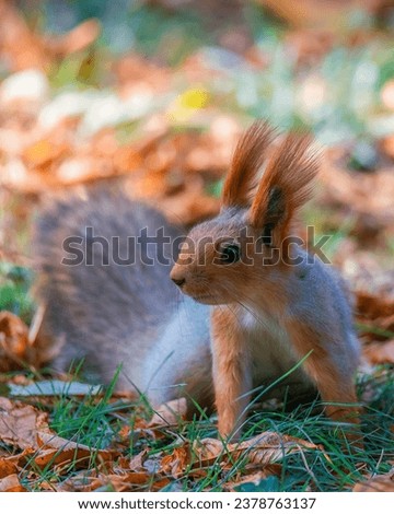 Portrait of a squirrel. Urban wildlife. Eurasian red squirrel (Sciurus vulgaris). Autumn park of Ukraine. The forest is full of rich, warm colors.