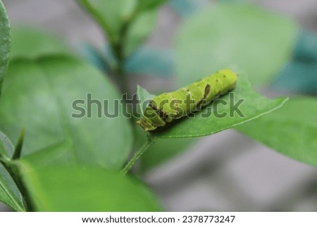 cute little leaf eating caterpillar



