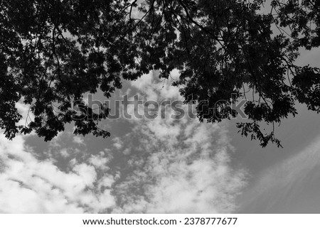 Black and white nature, leaves on the branches, sky with clouds, autumn motif, natural background for text