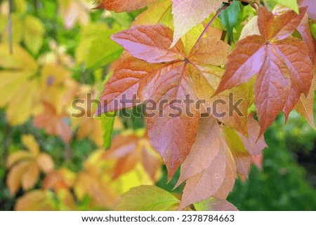 Colorful autumn leaves in the forest, close-up. Natural background. Selective focus.