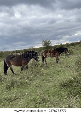 Feral horses on a meadow with dramatic sky
