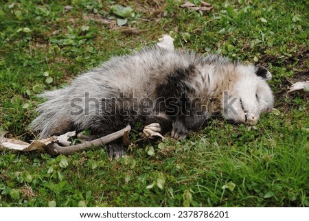 Playing Possum? (Opossum - disambiguation) - Laying on the Ground Outside