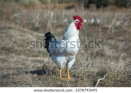 White rooster with red comb in the field, close-up