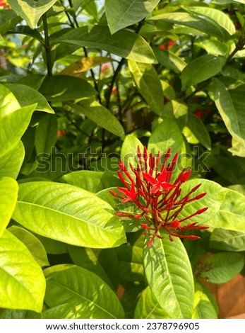 Natural leaves photography outdoor. Light Yellow and green leaves with small red flower. Botanical flora garden photography.