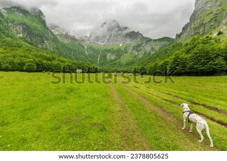 A Dalmatian on a green mountain meadow, with the peaks shrouded in misty clouds, a picture of serenity in the highlands. Traveling, hiking, trekking. Dog traveler. Animals, dogs, lifestyle