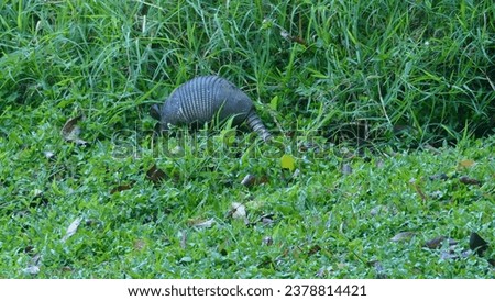 Nine-banded common armadillo Dasypus novemcinctus browsing in search for food in a grassy lush pasture in Curi Cancha Nature Reserve - Puntarenas Province in Costa Rica