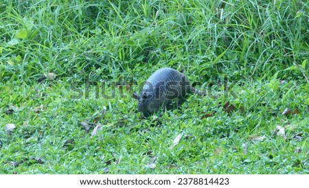 Nine-banded common armadillo Dasypus novemcinctus browsing in search for food in a grassy lush pasture in Curi Cancha Nature Reserve - Puntarenas Province in Costa Rica
