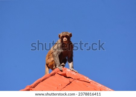 A wild Indian Himalayan macaque monkey standing on the apex of a red roof of a temple looking down against blue sky  Royalty-Free Stock Photo #2378816411