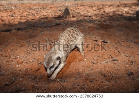 Wild meerkat family in South Africa's bush.