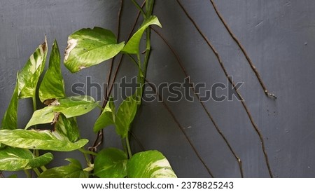 Devil s ivy, Epipremnum aureum on grey concrete wall background, Abstract background