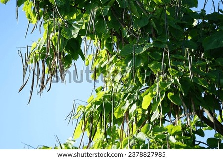 Catalpa bignonioides with fruits grows in August. Catalpa bignonioides, southern catalpa, cigartree, and Indian-bean-tree or Indian bean tree, is a species of Catalpa. Berlin, Germany Royalty-Free Stock Photo #2378827985