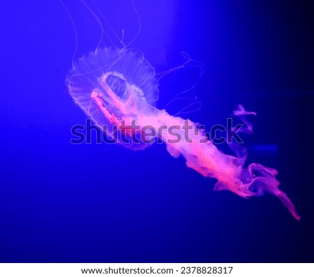 Amakusa Sanderia Malayensis are commonly seen on the South Coast of Japan, only during the summer. The Amakusa jellyfish have 32 lobes, 4 mouth arms and 16 very long tentacles coming out of the bell