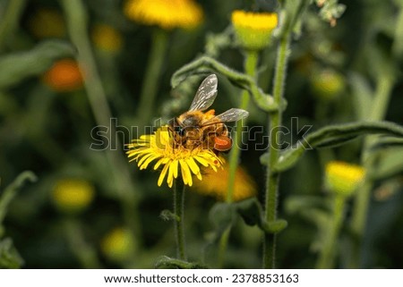 A beautiful macro-photo of a honey bee pollinating a dandelion flower at the local nature reserve aureus