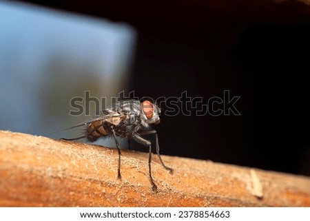 a beautifuk macro photo of a fly resting in the shade at the local nature reserve
