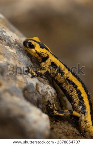 yellow and black salamander perching on a rock in the forest, vertical macro-photography of amphibian in the wild. copy space