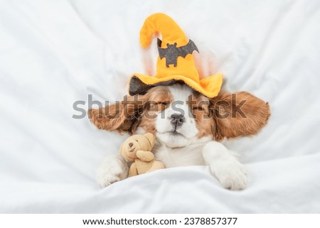 Cozy Cavalier King Charles Spaniel wearing  hat for halloween sleeps with toy bear under warm blanket on a bed at home. Top down view Royalty-Free Stock Photo #2378857377