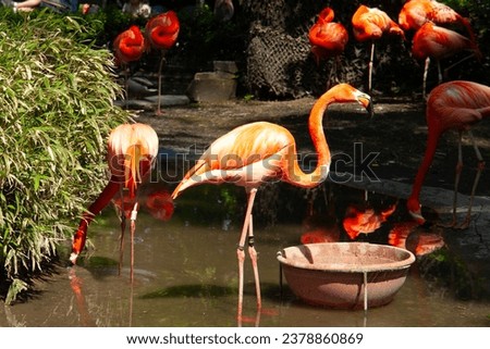 Flamingos in a zoo in Antwerp (Belgium) Royalty-Free Stock Photo #2378860869