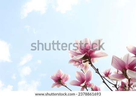 violet magnolia flowers facing up the sky