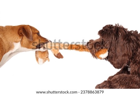 Two dogs play tug-of-war with long fluffy toy. 2 bonded puppy dog friends with toy in mouth pulling and playing. Female Harrier mix and female Labradoodle. Selective focus. Royalty-Free Stock Photo #2378863879