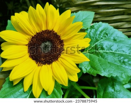 Beautiful, fresh, bright decorative sunflower flower