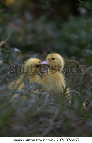 newborn little ducklings. macro shot