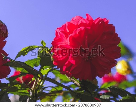 Red dahlia flower in garden. Red flowers. Dahlia pinnata. Beautiful picture of red dahlia.