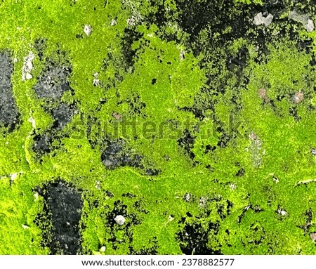 Moss plants growing on cement floors
