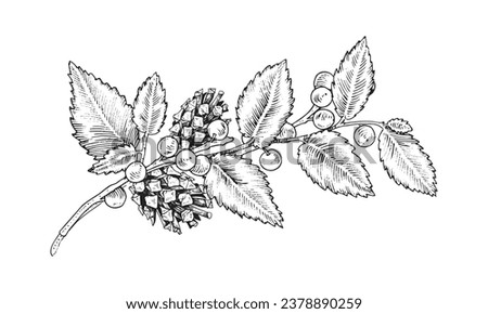 Branch with leaves and pinecones. Vector illustration of pine cone and winter berry twig. Hand drawn graphic clip art on isolated background. Autumn plant sketch. Line art with black outlines